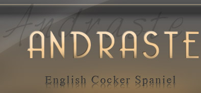 Andraste FCI kennel English Cocker Spaniel